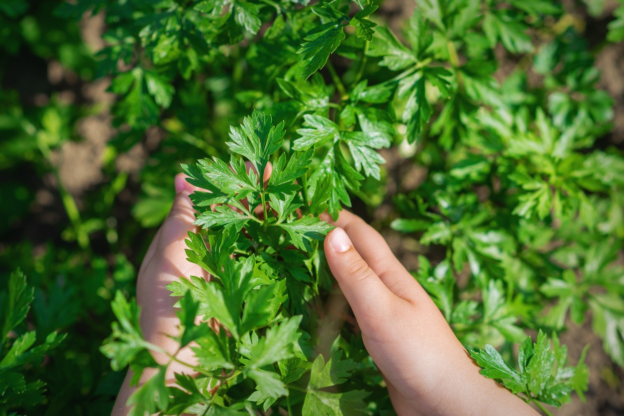 Parsley leaves in hands of child