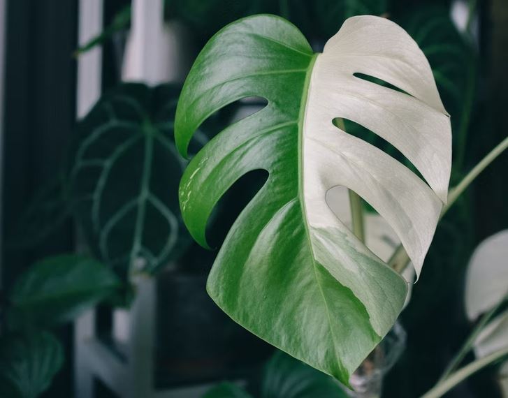Plants That Don't Need Bright Light