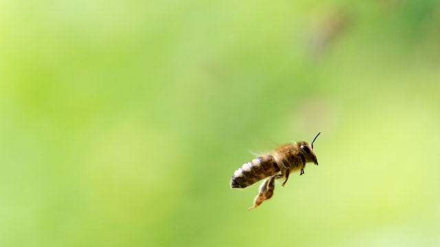How Far Do Bees Travel To and From the Hive