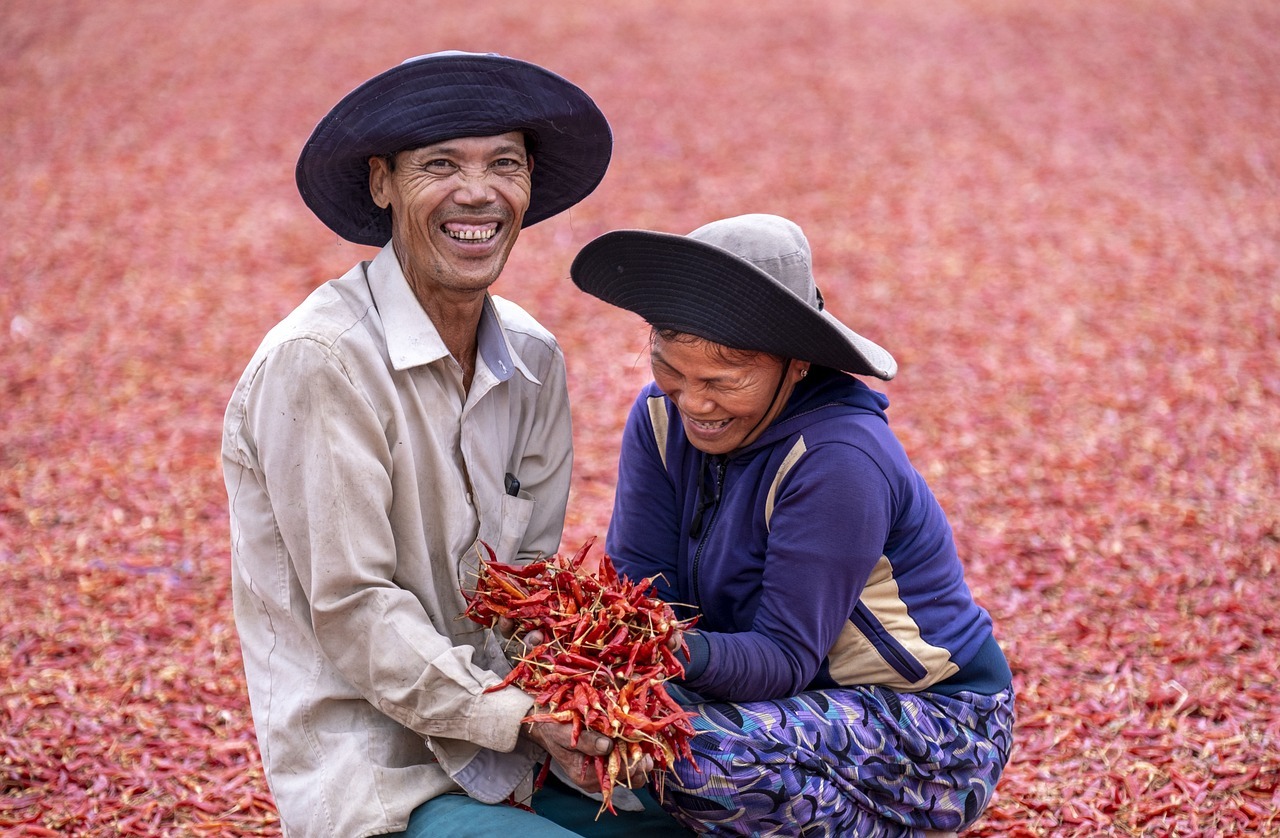 farmers harvesting peppers