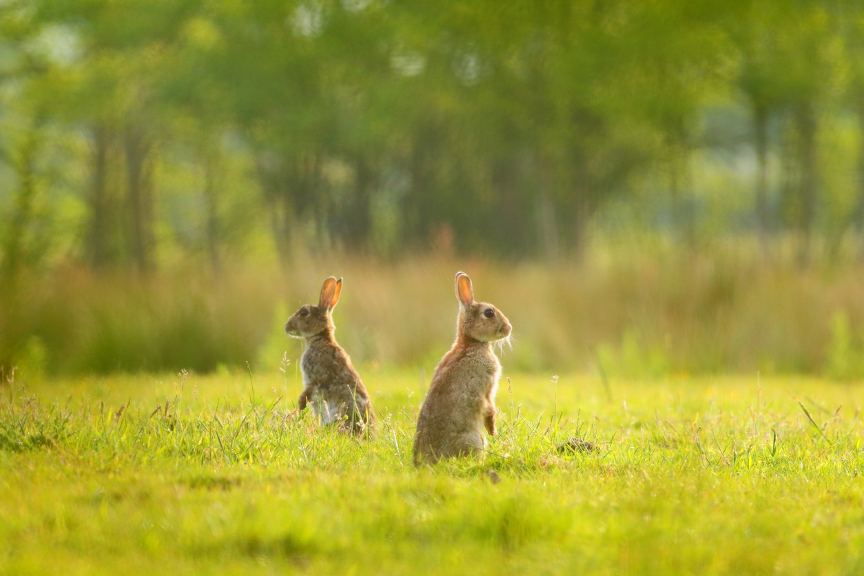 rabbits in open meadow