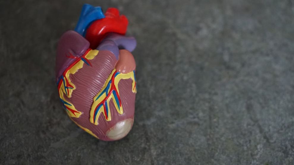 anatomy of heart organ in a grayish background
