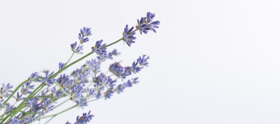 lavender in a white background