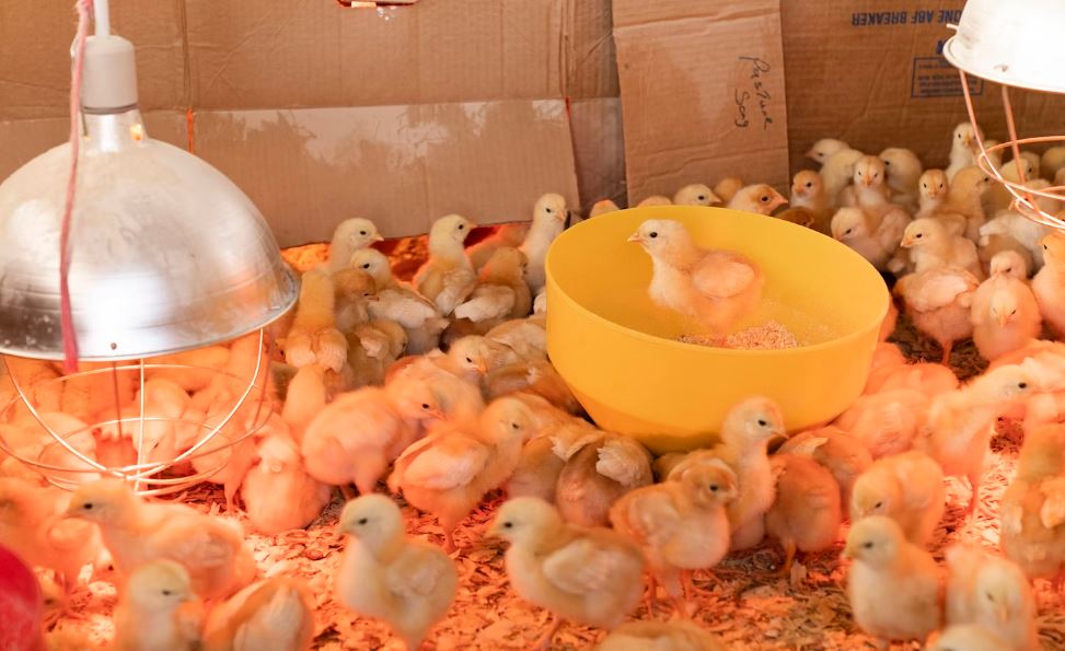 numerous chicks in a brooder