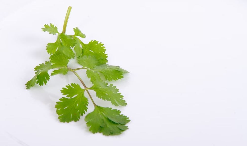 single stem of parsley on a white background