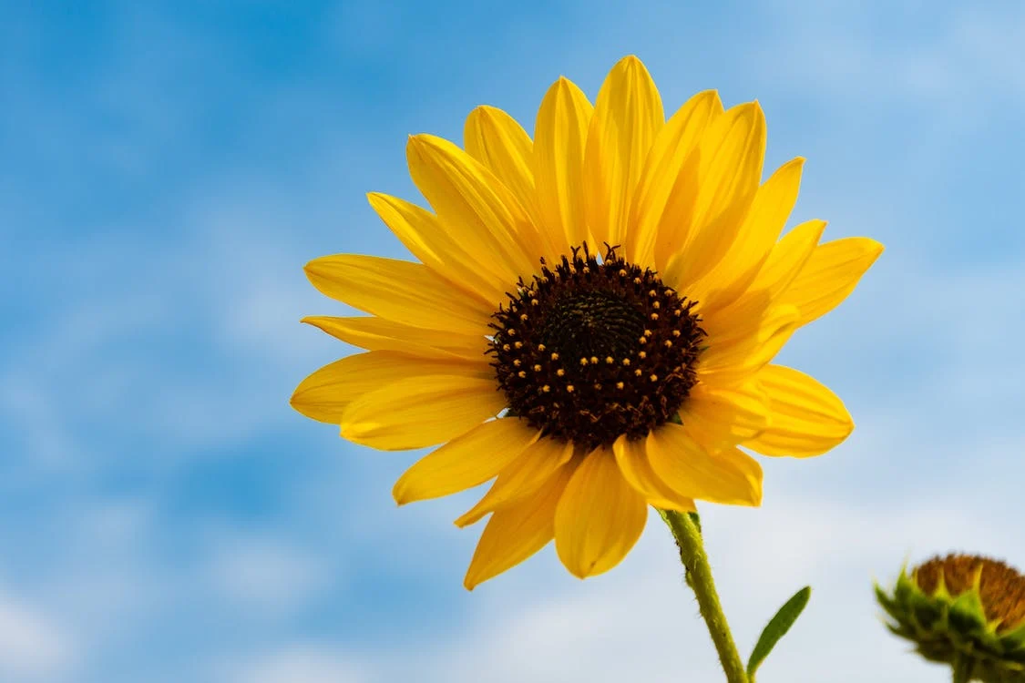sunflower photography